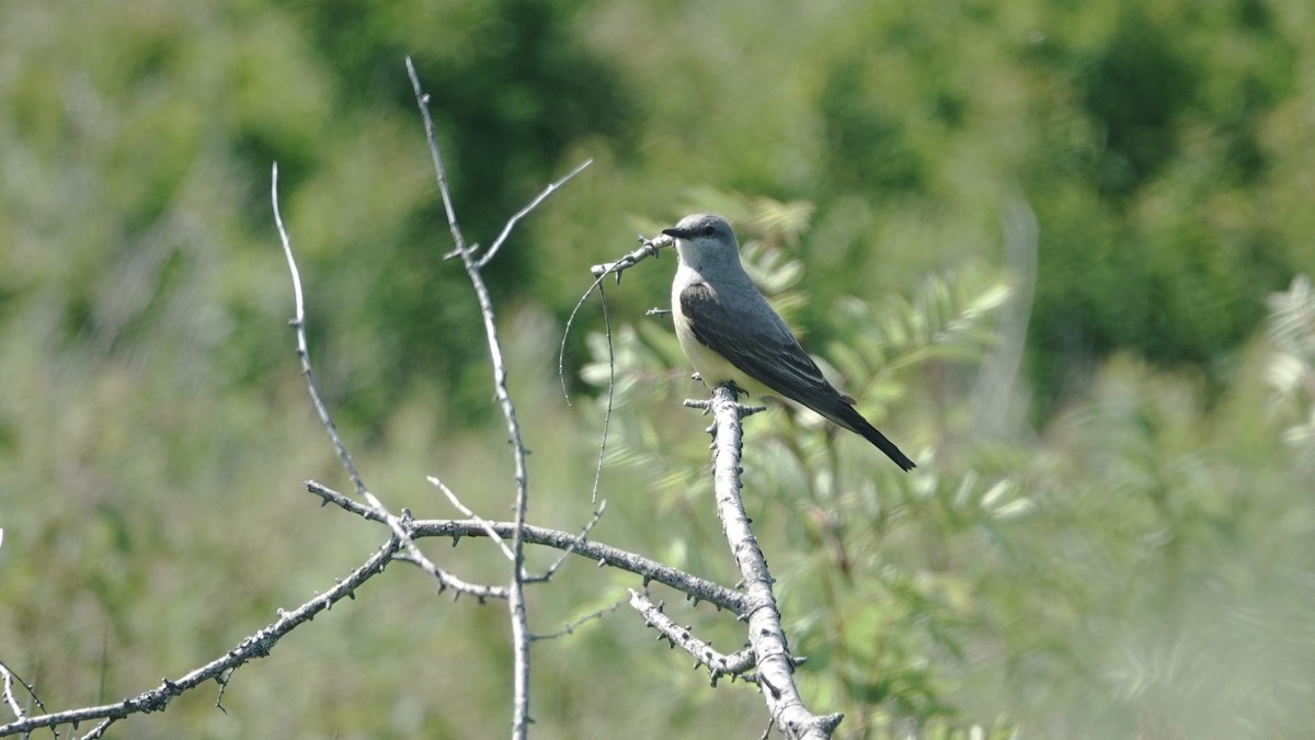 Western Kingbird - ML638857950