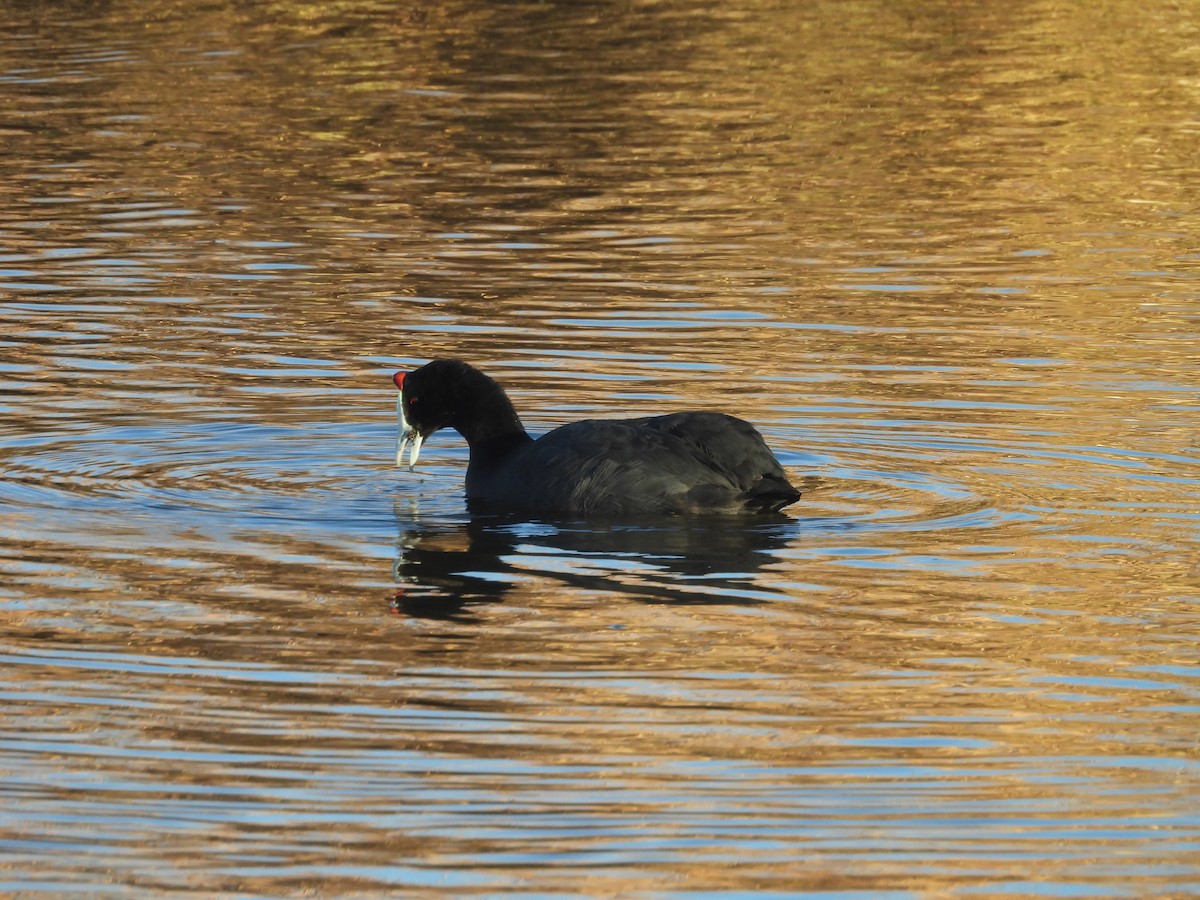 Red-knobbed Coot - ML638857952