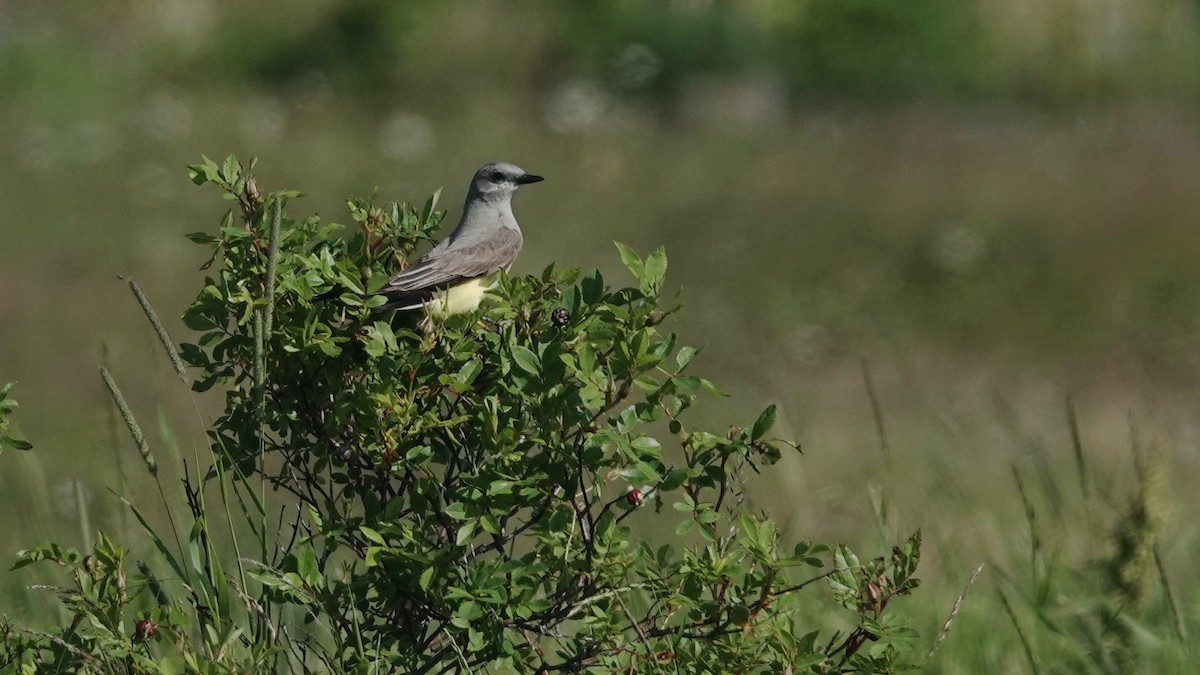 Western Kingbird - ML638857959