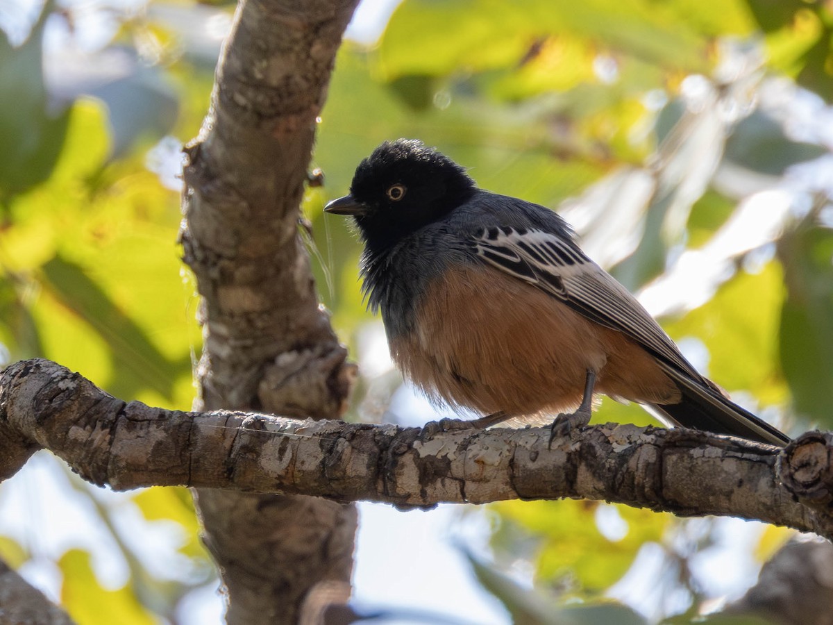 Синиця рудочерева (підвид rufiventris/masukuensis) - ML638857978