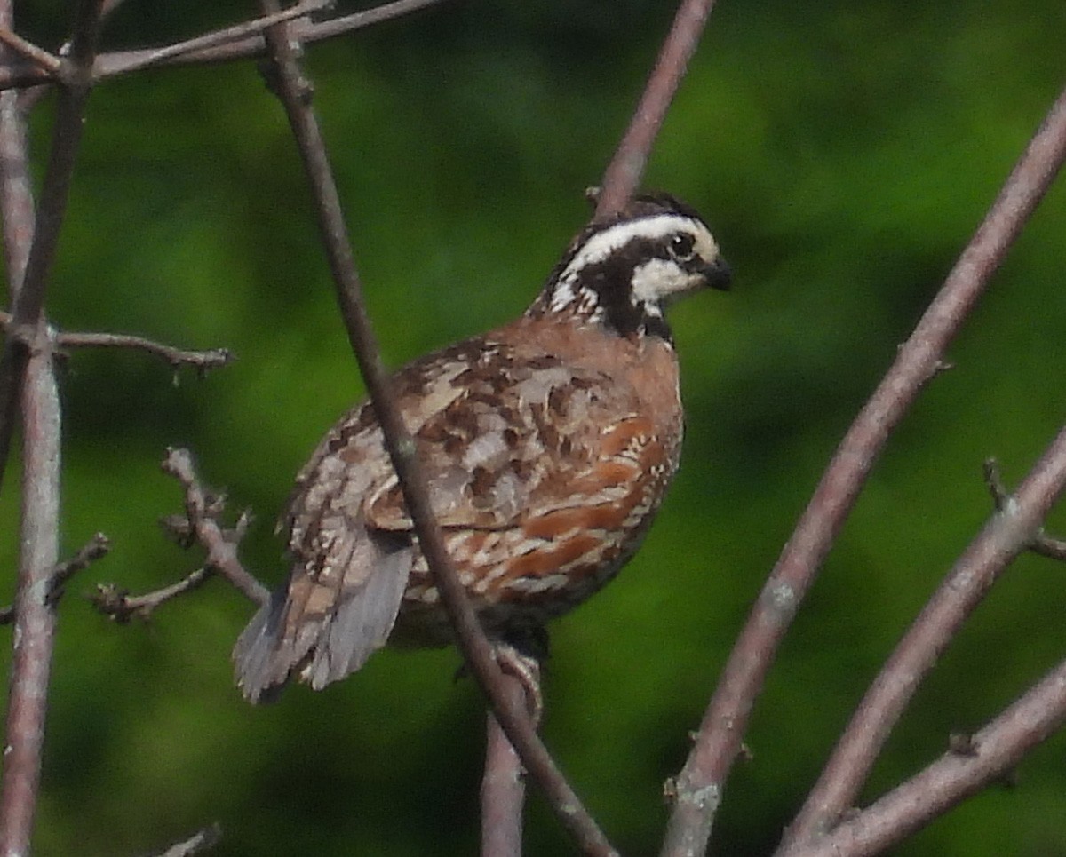Northern Bobwhite - ML638857999