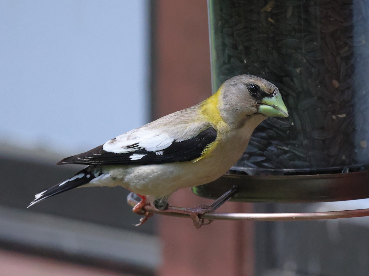 Evening Grosbeak - ML638858027