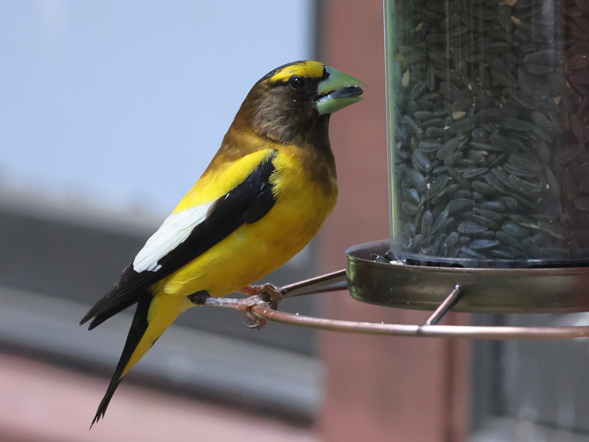 Evening Grosbeak - ML638858029