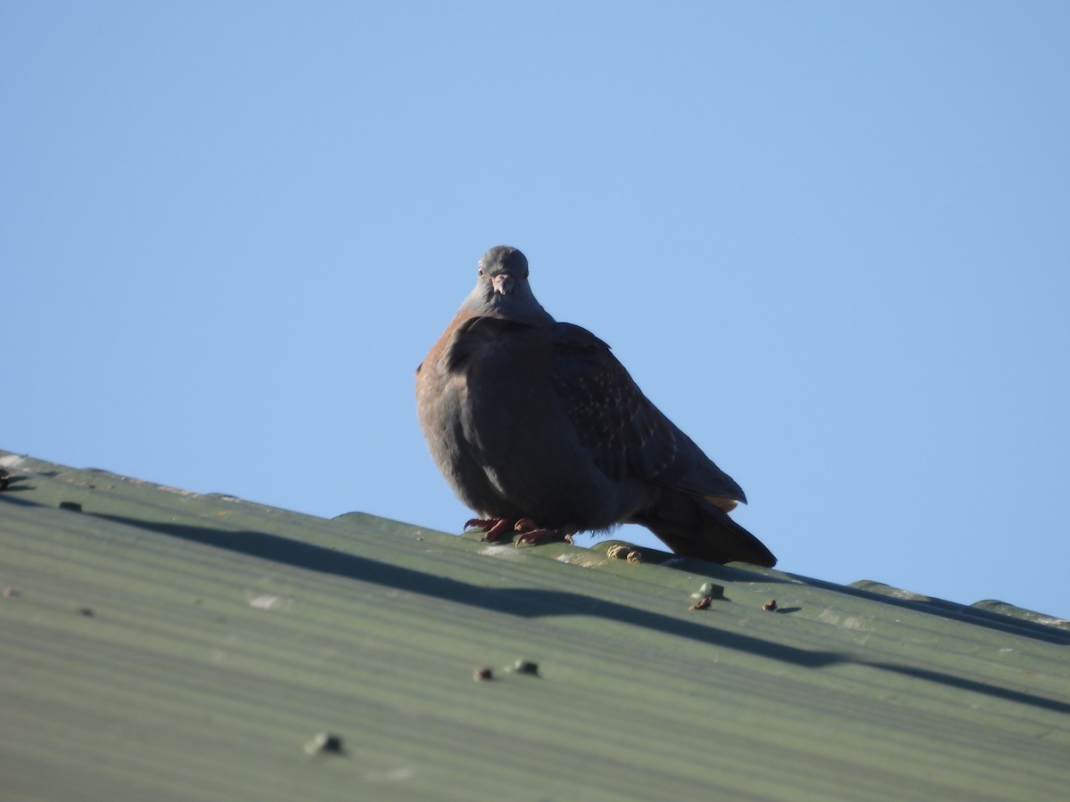 Speckled Pigeon - ML638858034