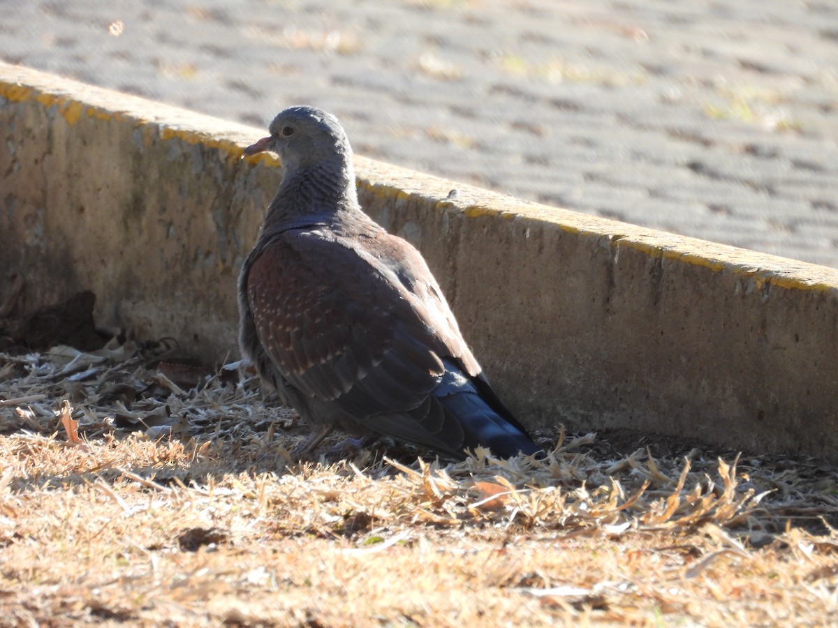 Speckled Pigeon - ML638858039