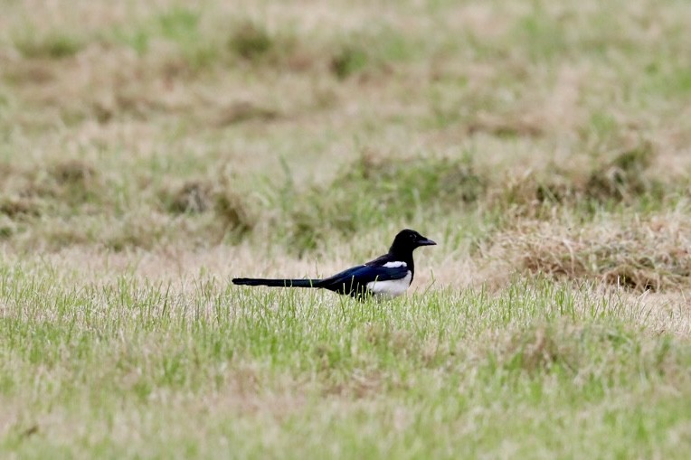 Eurasian Magpie - ML638858075