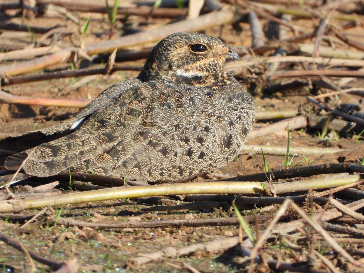 Nacunda Nighthawk - ML638858109