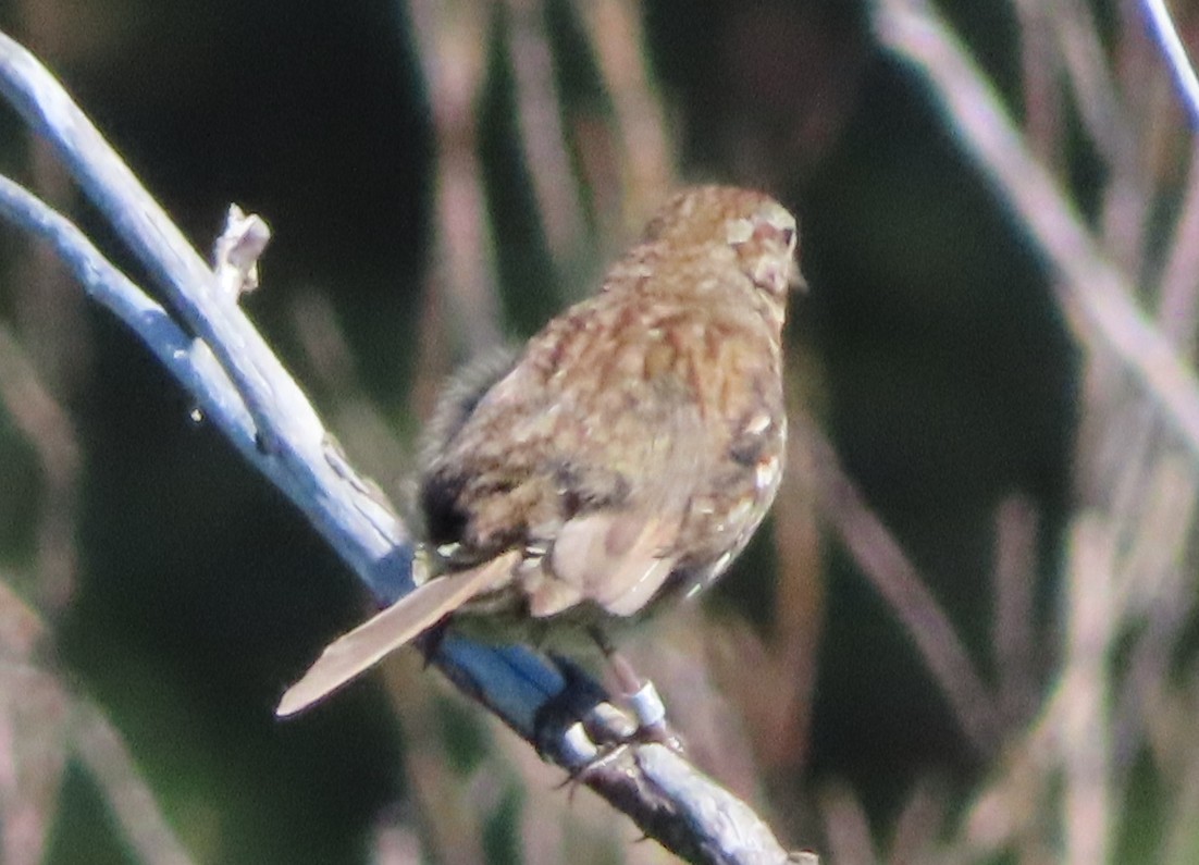 Song Sparrow - ML638858125