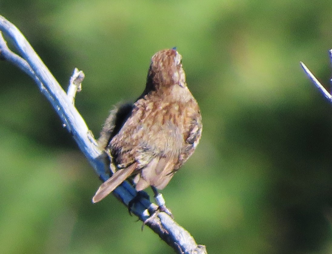 Song Sparrow - ML638858126