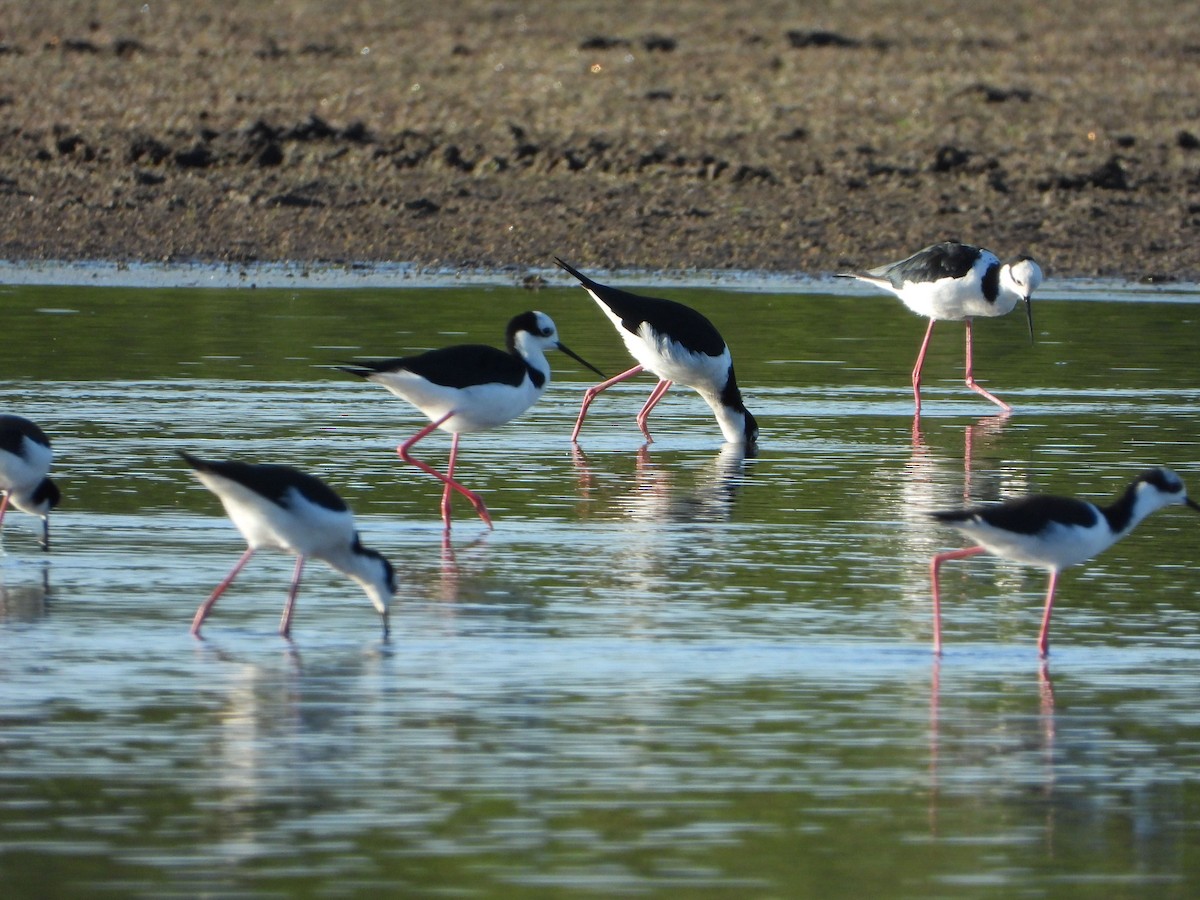 Black-necked Stilt (White-backed) - ML638858130
