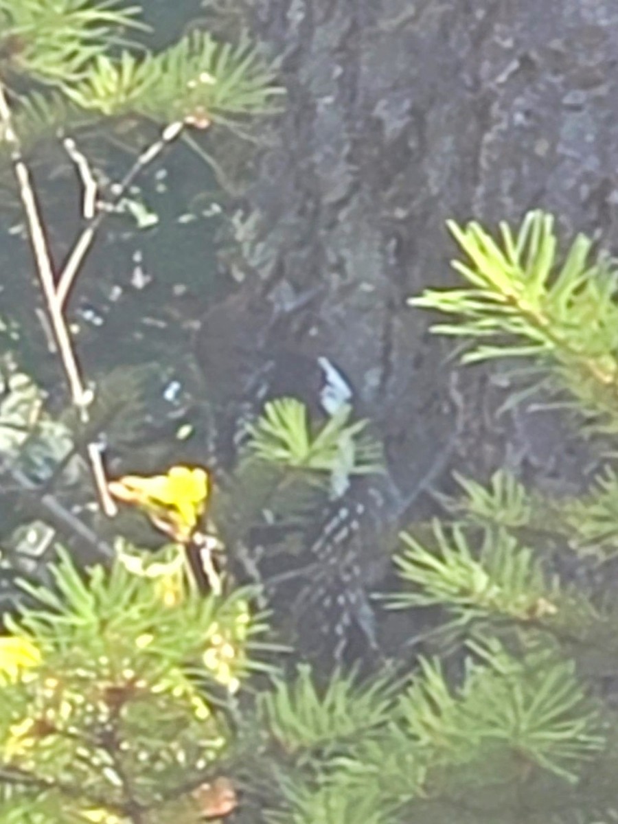 Williamson's Sapsucker - ML638858137