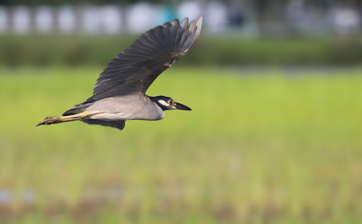Yellow-crowned Night Heron - ML638858147