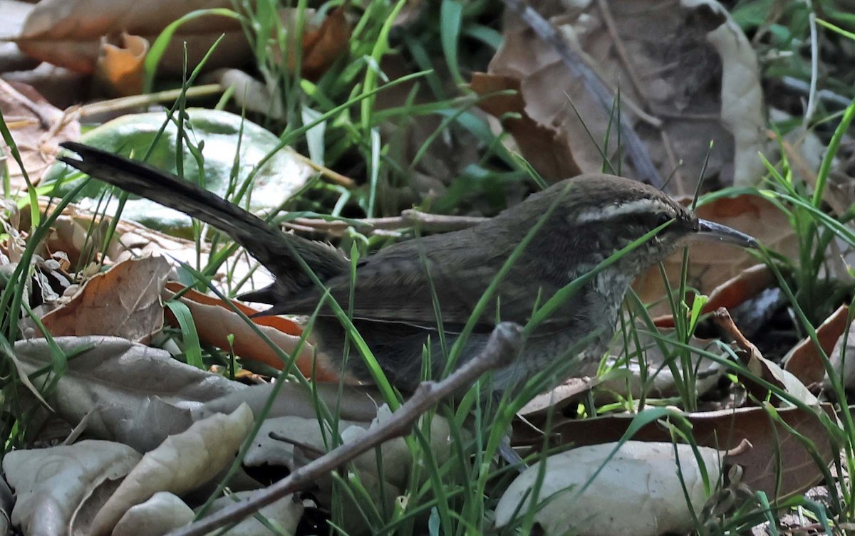 Bewick's Wren - ML638858153