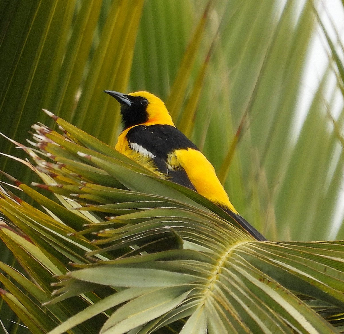 Hooded Oriole - ML638858167