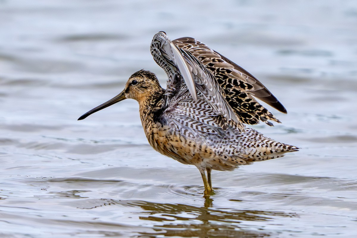 kortnebbekkasinsnipe - ML638858262