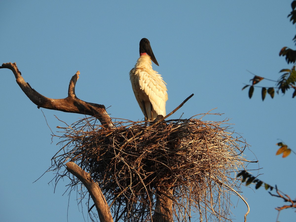 jabirustork - ML638858273