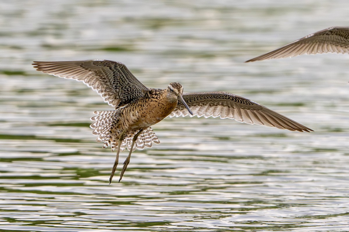kortnebbekkasinsnipe - ML638858284