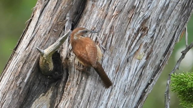 Carolina Wren - ML638858340