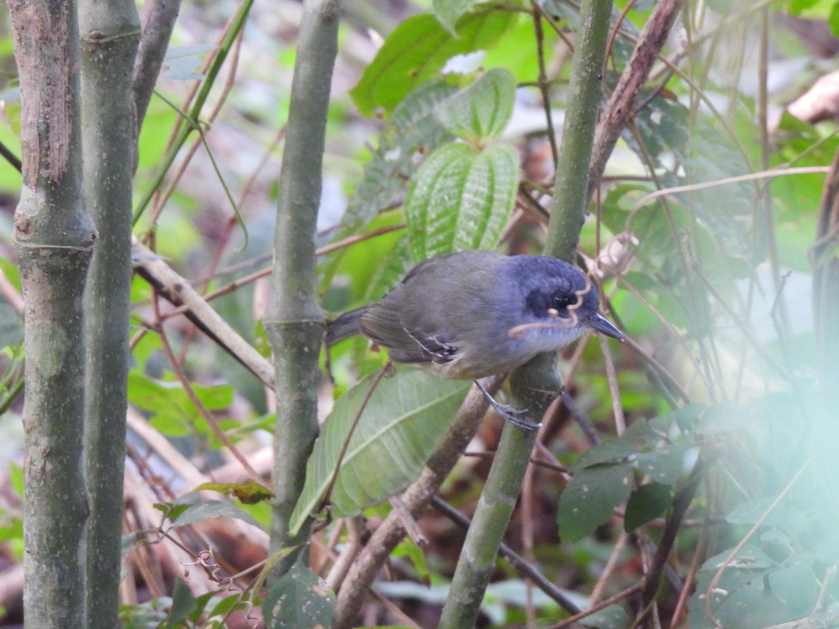 Plain Antvireo - ML638858343