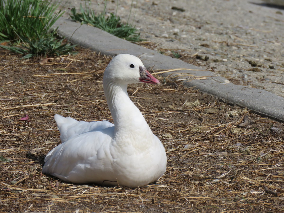 Snow/Ross's Goose - ML638858372