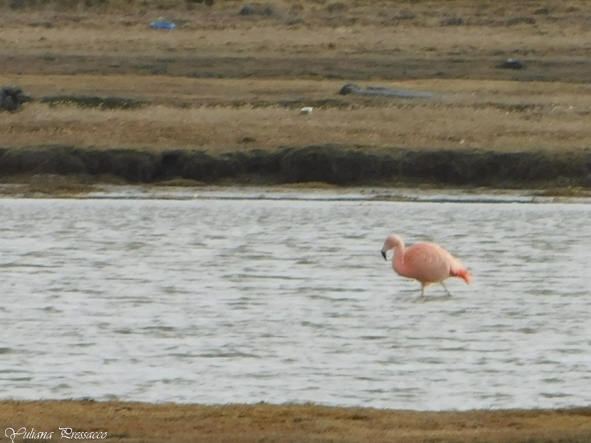 Fenicottero cileno - ML638858438