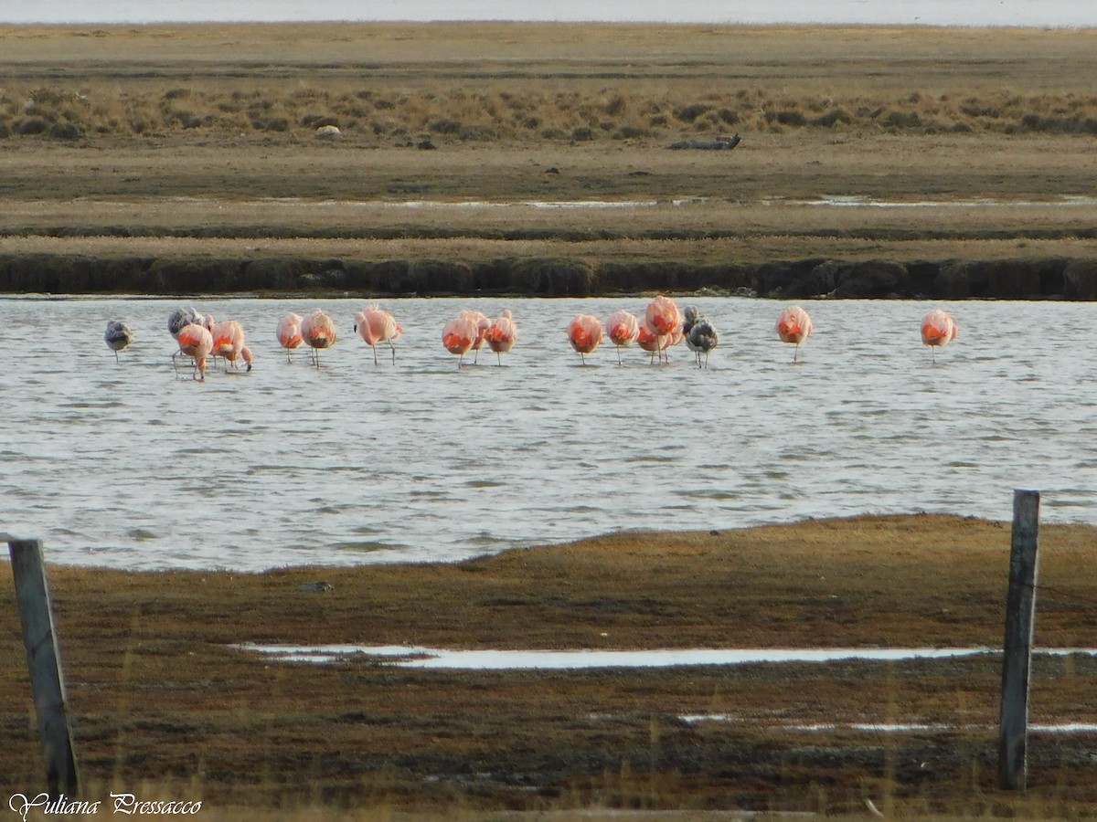 Fenicottero cileno - ML638858439