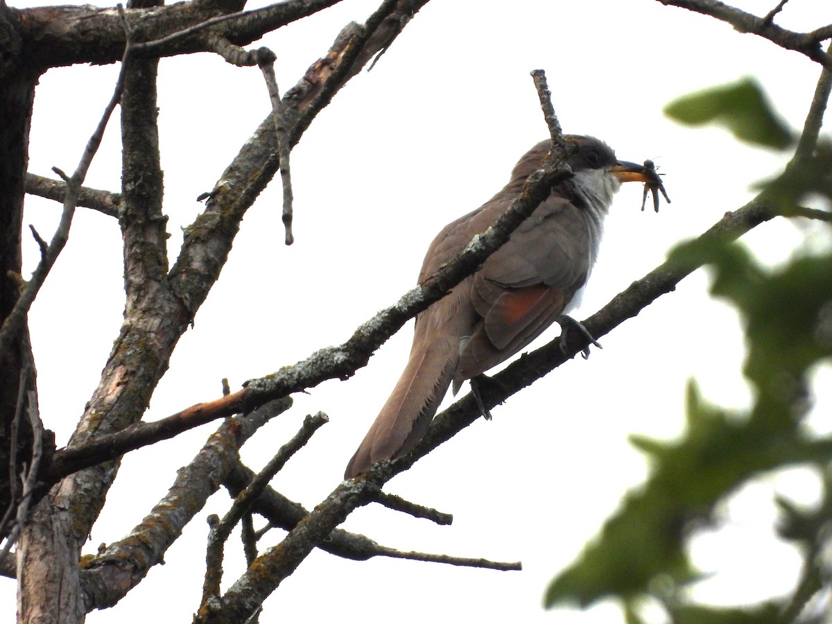 Yellow-billed Cuckoo - ML638858484