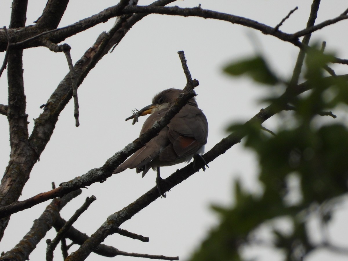 Yellow-billed Cuckoo - ML638858485