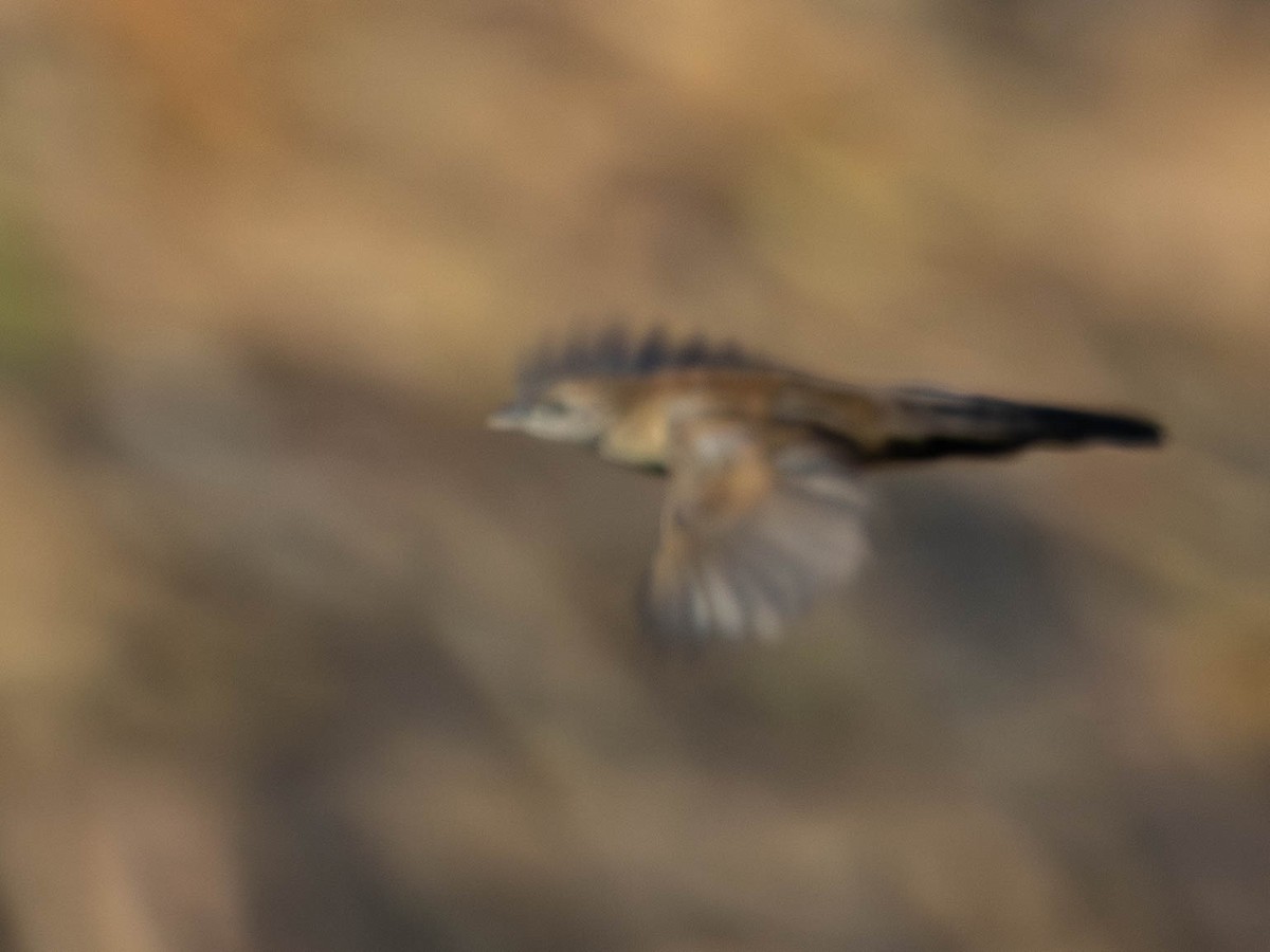 Fan-tailed Grassbird - ML638858506