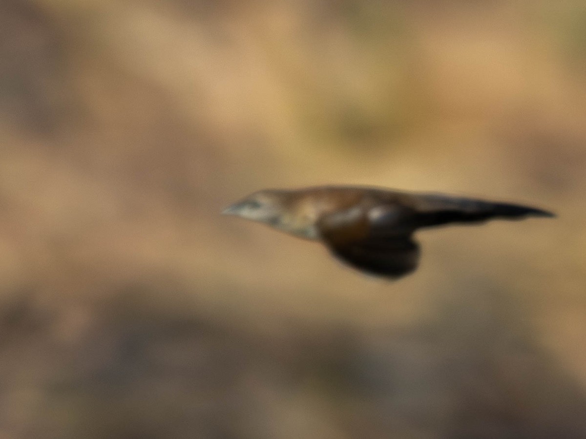 Fan-tailed Grassbird - ML638858507