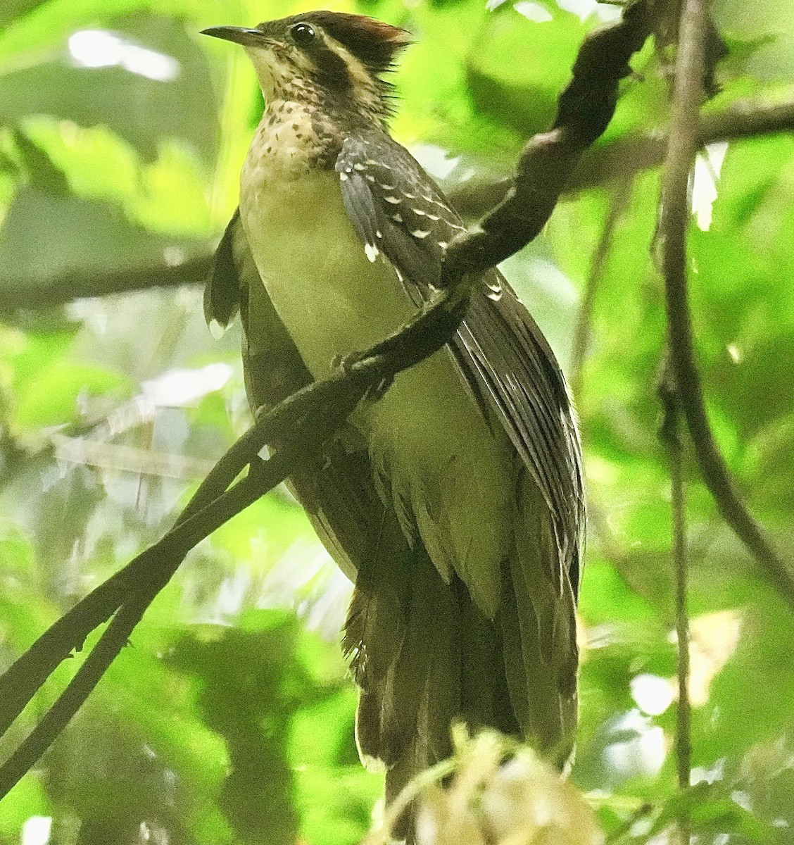 Pheasant Cuckoo - ML638858539