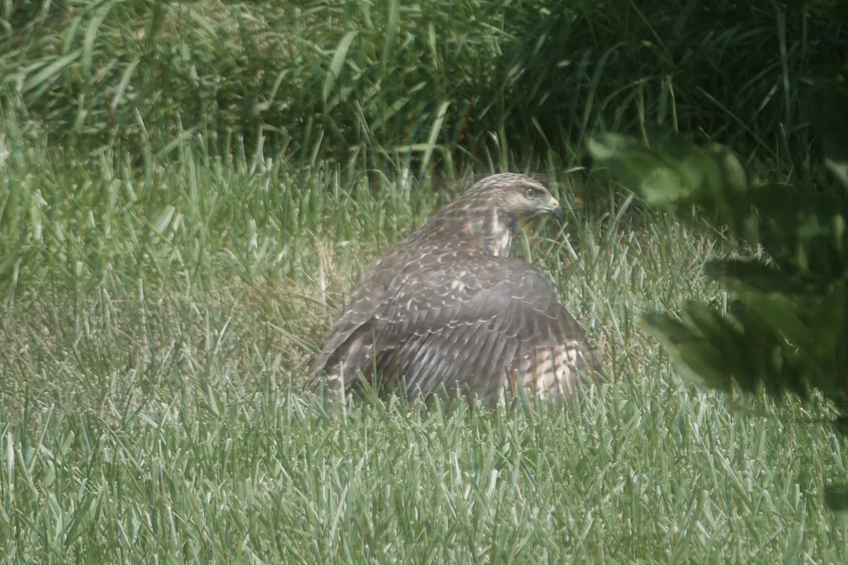 Red-shouldered Hawk - ML638858590