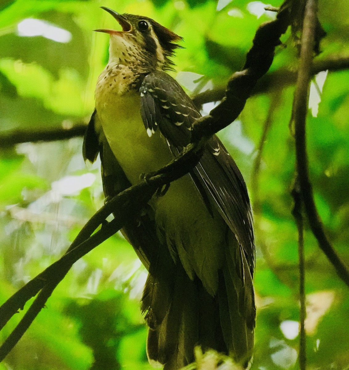 Pheasant Cuckoo - ML638858603