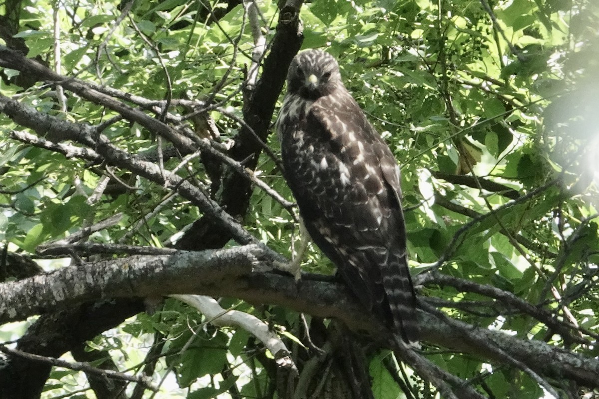 Red-shouldered Hawk - ML638858634