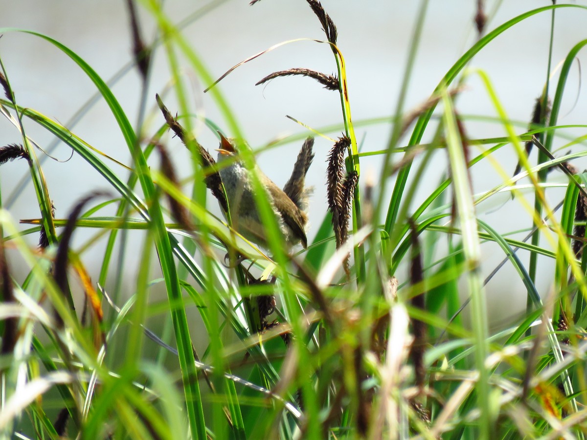 Marsh Wren - ML638858647