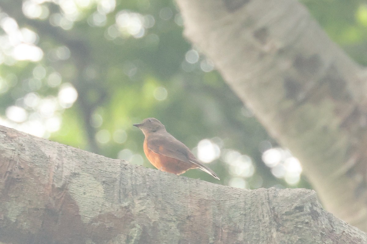 Finsch's Flycatcher-Thrush - ML638858653
