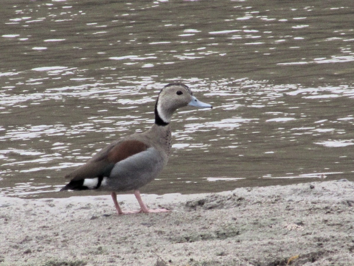 Ringed Teal - ML638858660