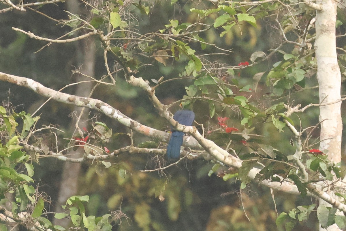 Yellow-billed Turaco - ML638858672