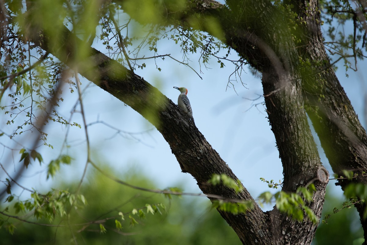 Red-bellied Woodpecker - ML638858677