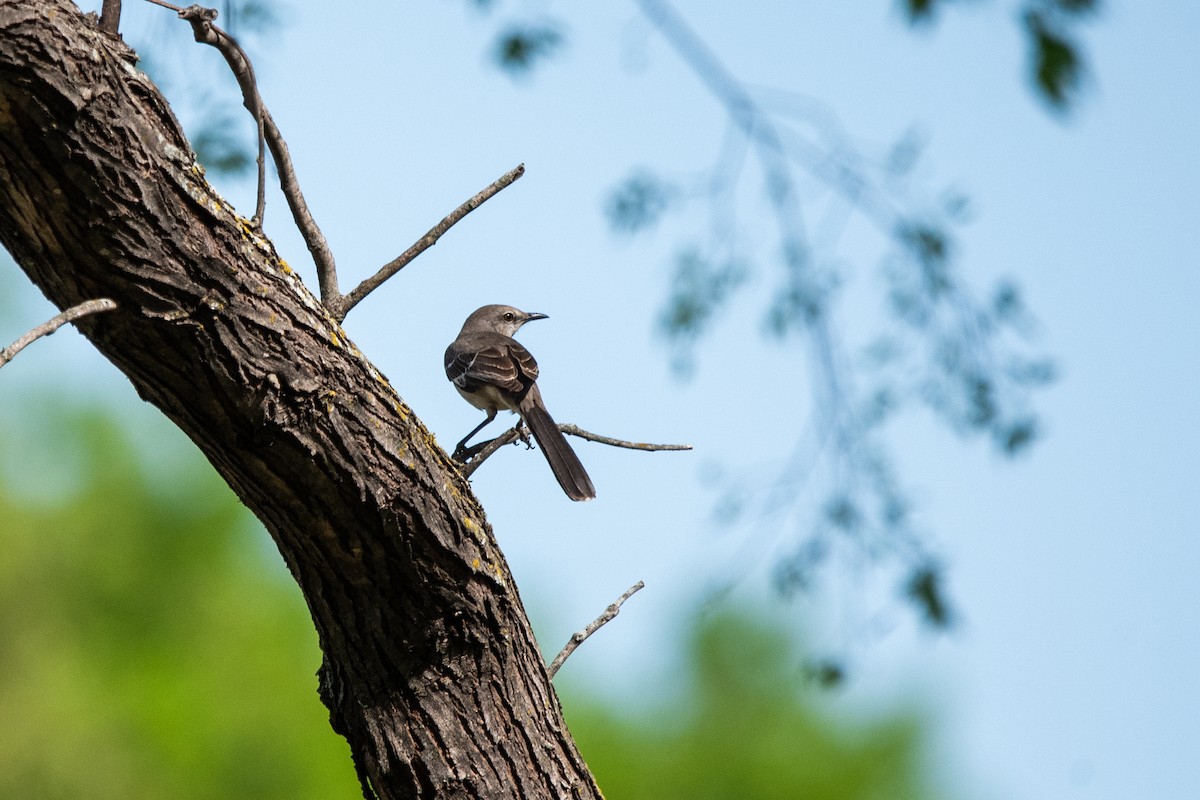 Northern Mockingbird - ML638858684