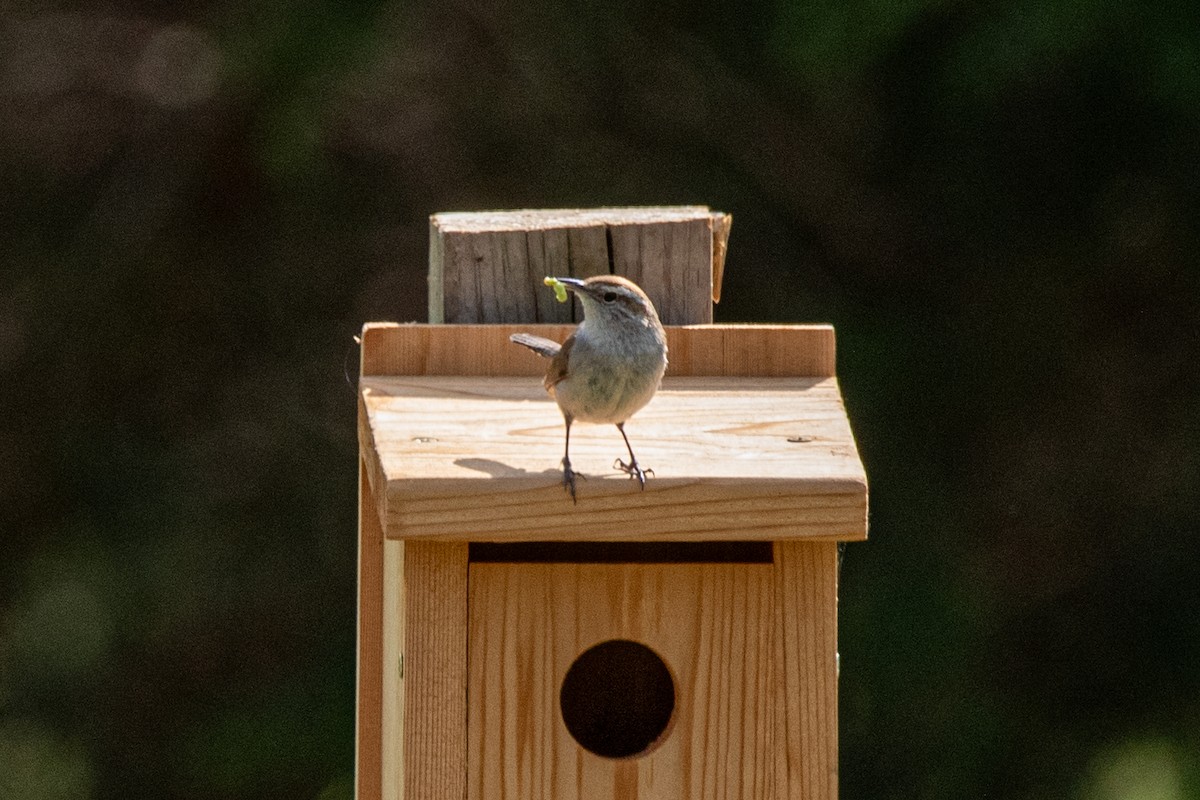 Bewick's Wren - ML638858689