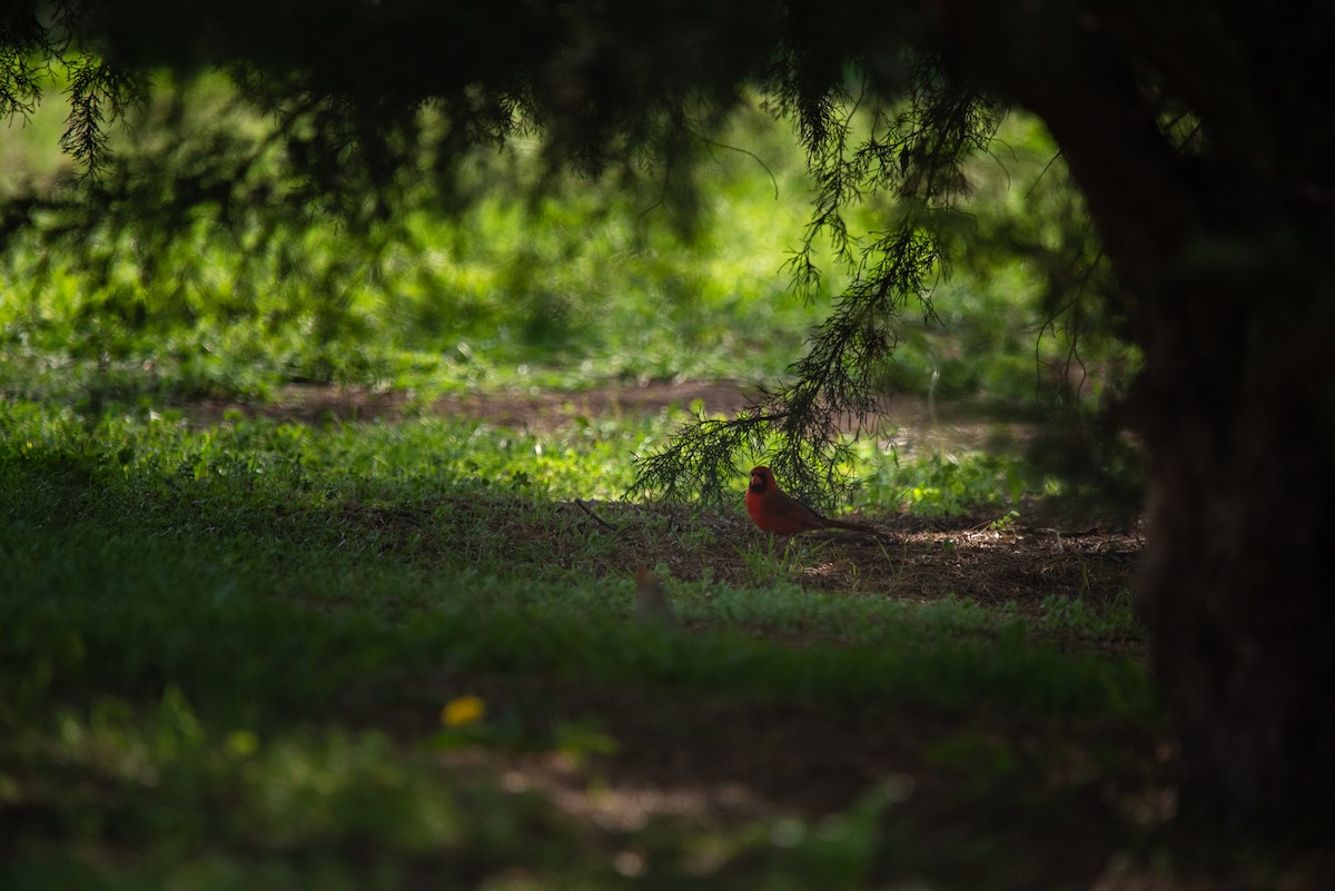 Northern Cardinal - ML638858695