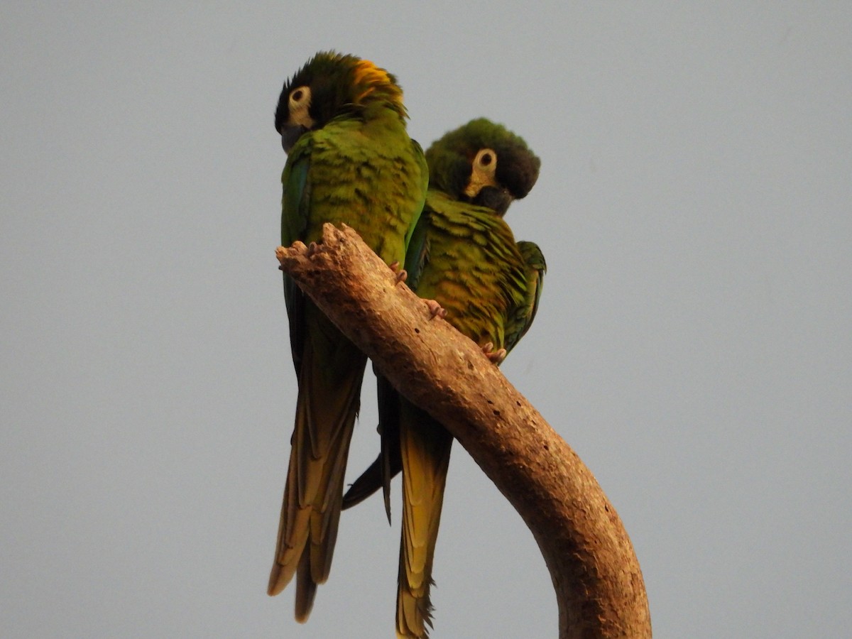Yellow-collared Macaw - ML638858696
