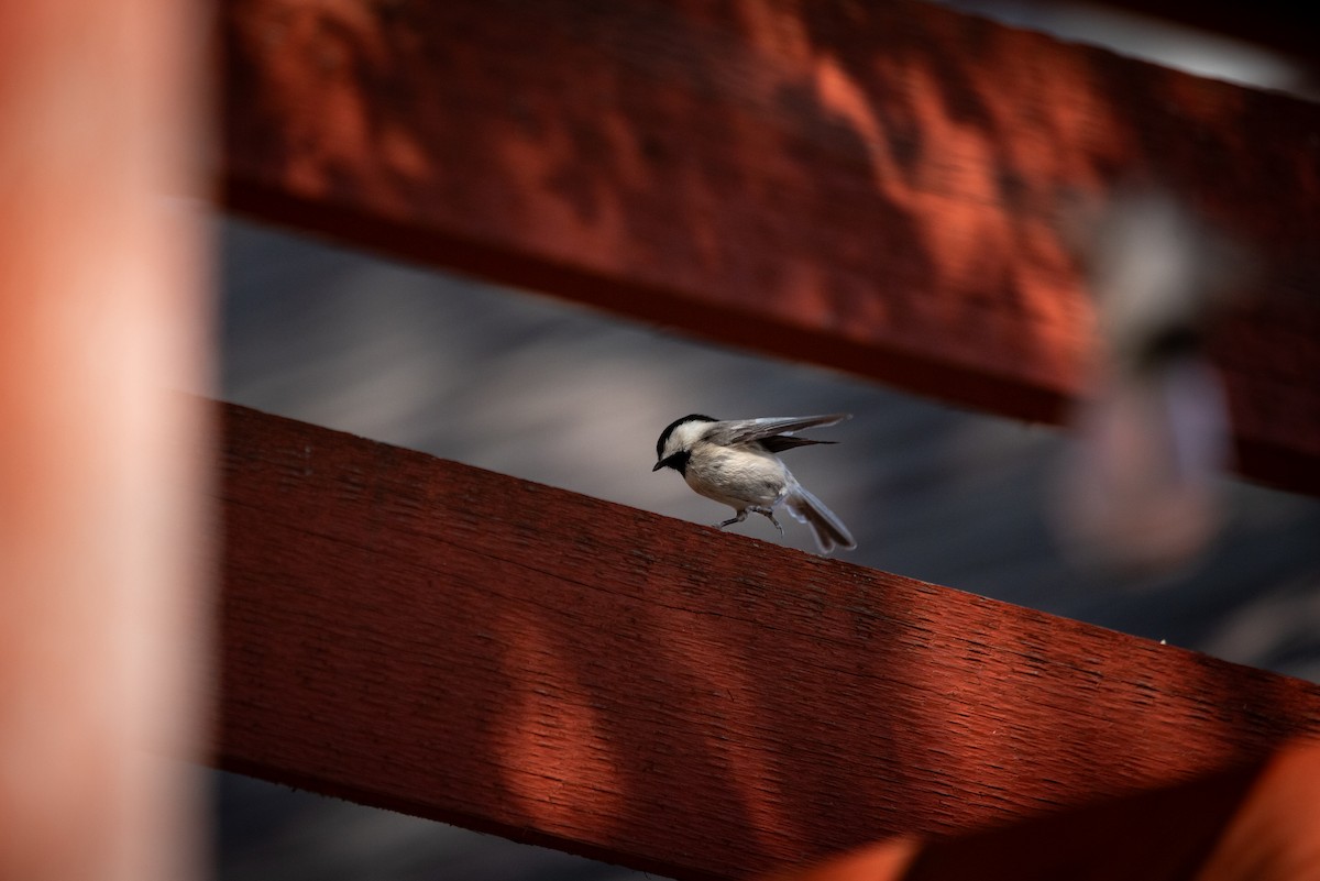Carolina Chickadee - ML638858698