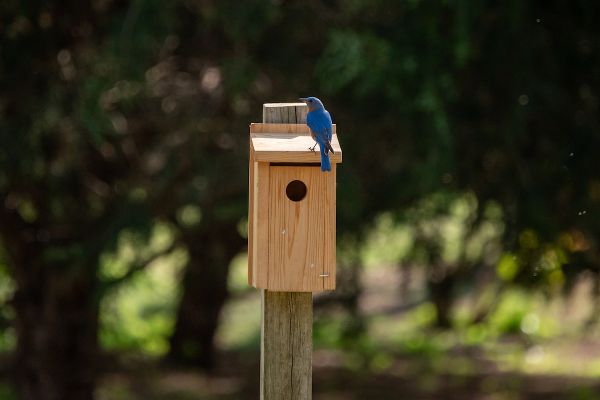 Eastern Bluebird - ML638858709