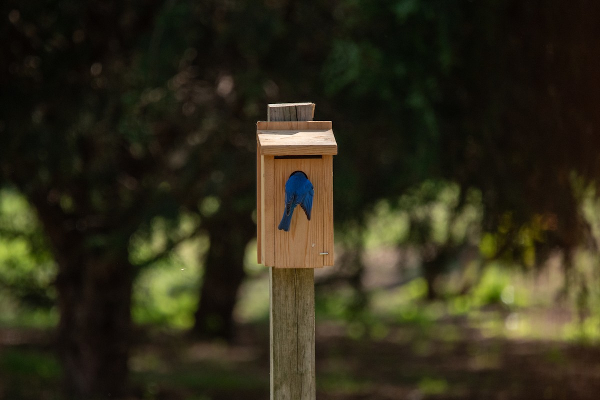 Eastern Bluebird - ML638858710