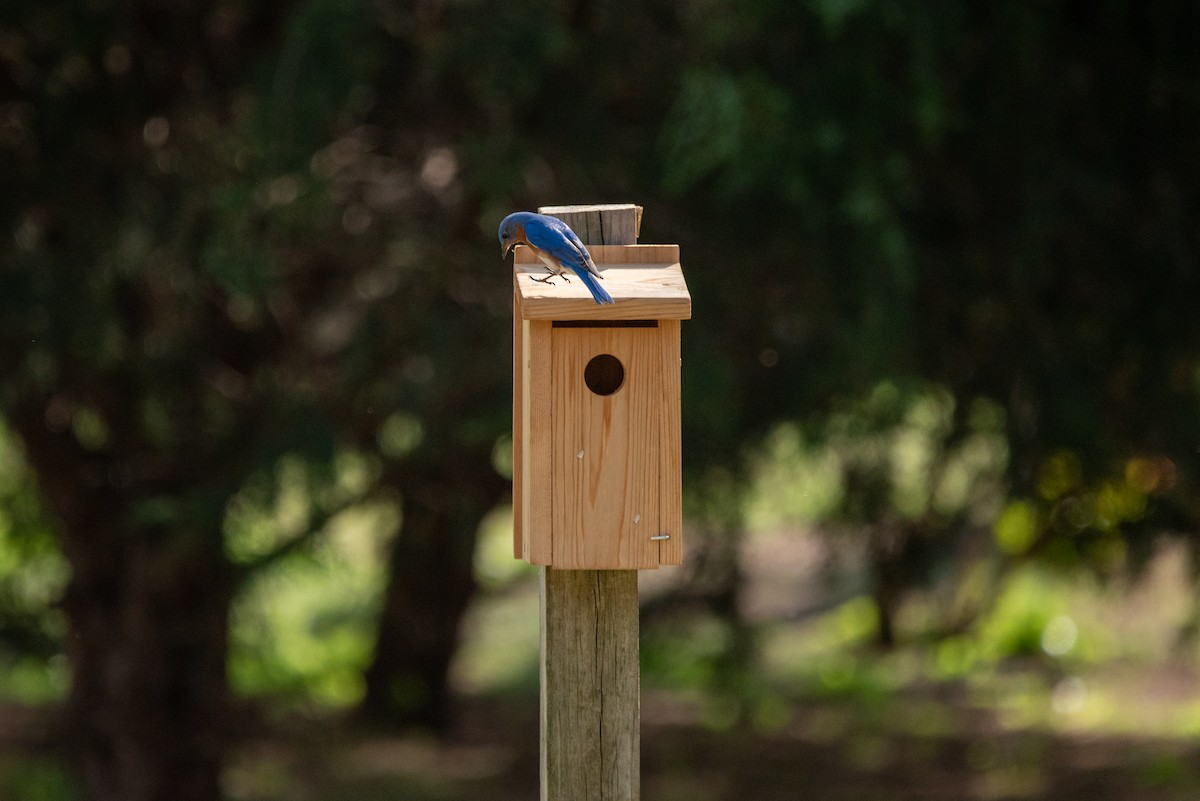 Eastern Bluebird - ML638858711