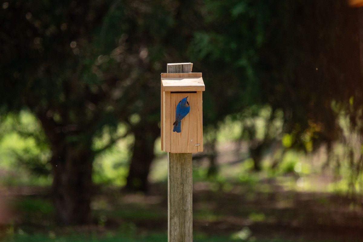 Eastern Bluebird - ML638858712