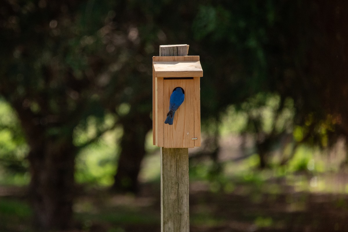 Eastern Bluebird - ML638858713