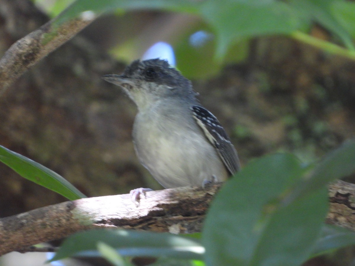 Plain Antvireo - ML638858722